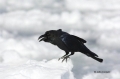 Corvus-macrohynchos;Jungle-Crow;animals-in-the-wild;avifauna;bird;birds;close-up